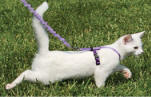 Kitty Cat Harness Bungee Leash