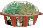 cat Gardens - Cat's Fantasy Plant Kit