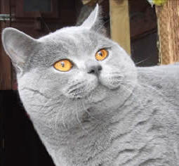 Breeder Of British Shorthairs